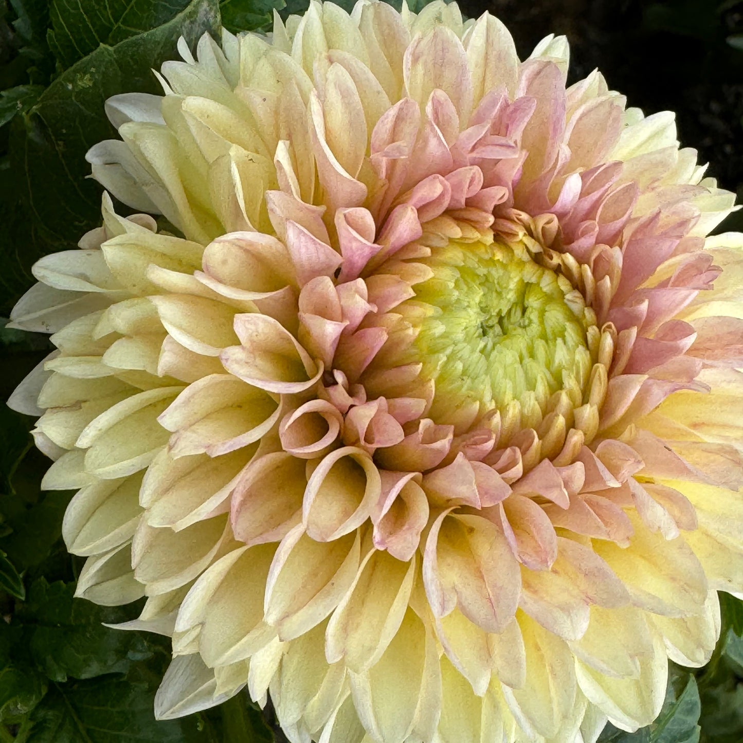 Darcy Dahlia