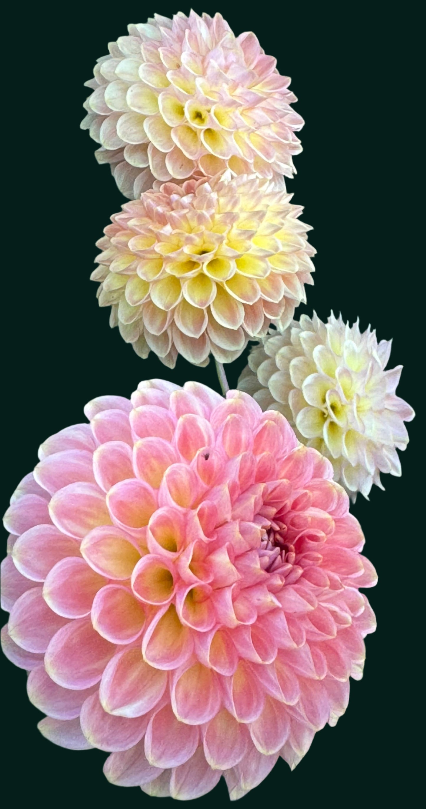 20th Avenue Softer Peach Dahlia