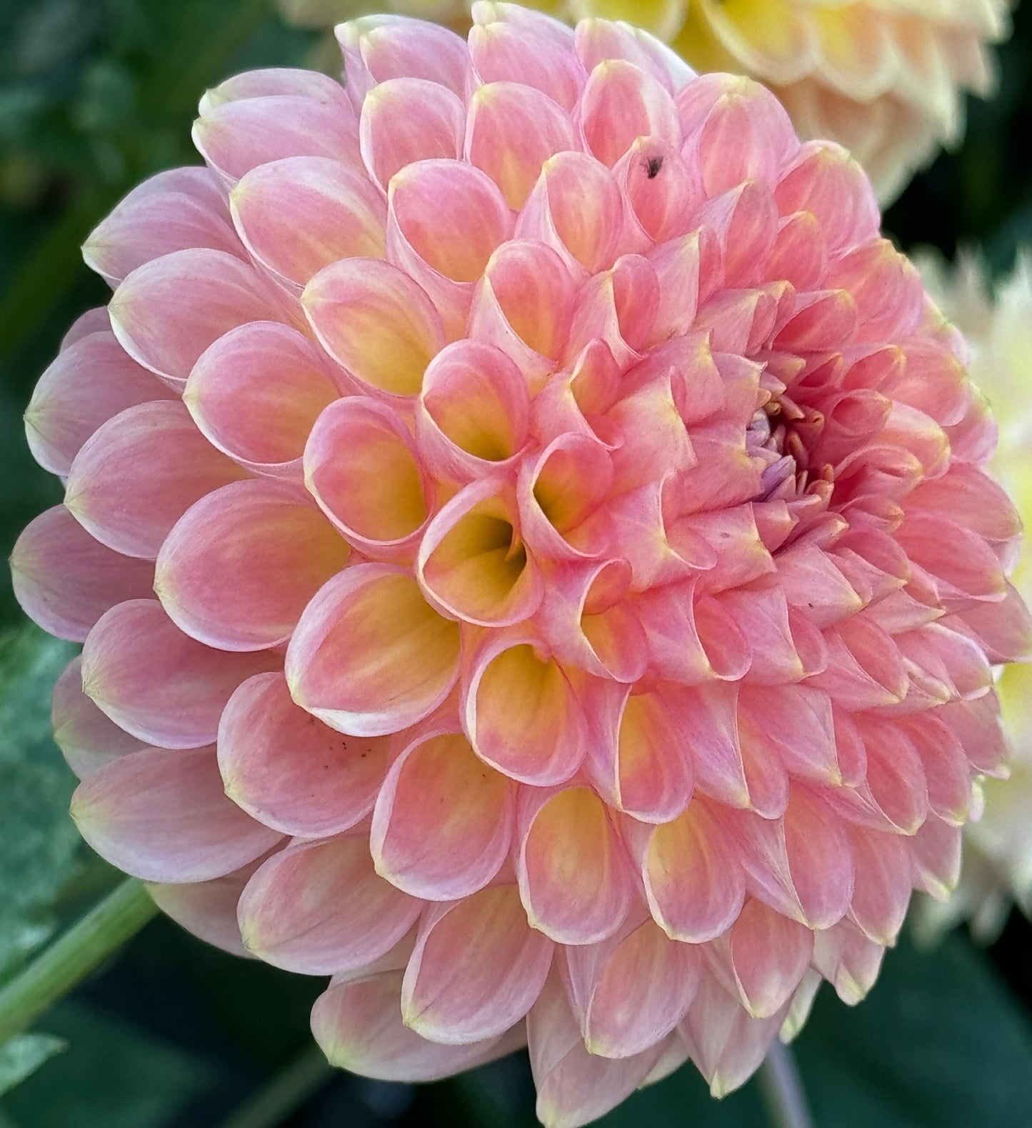 20th Avenue Softer Peach Dahlia