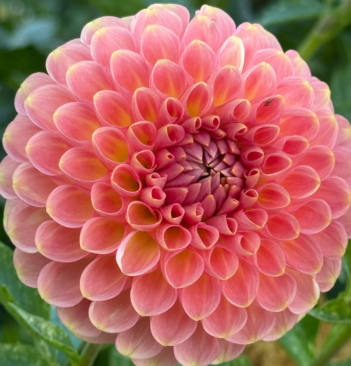 20th Avenue Softer Peach Dahlia