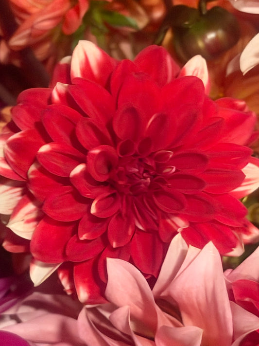 Bloomquist Enriching Dahlia