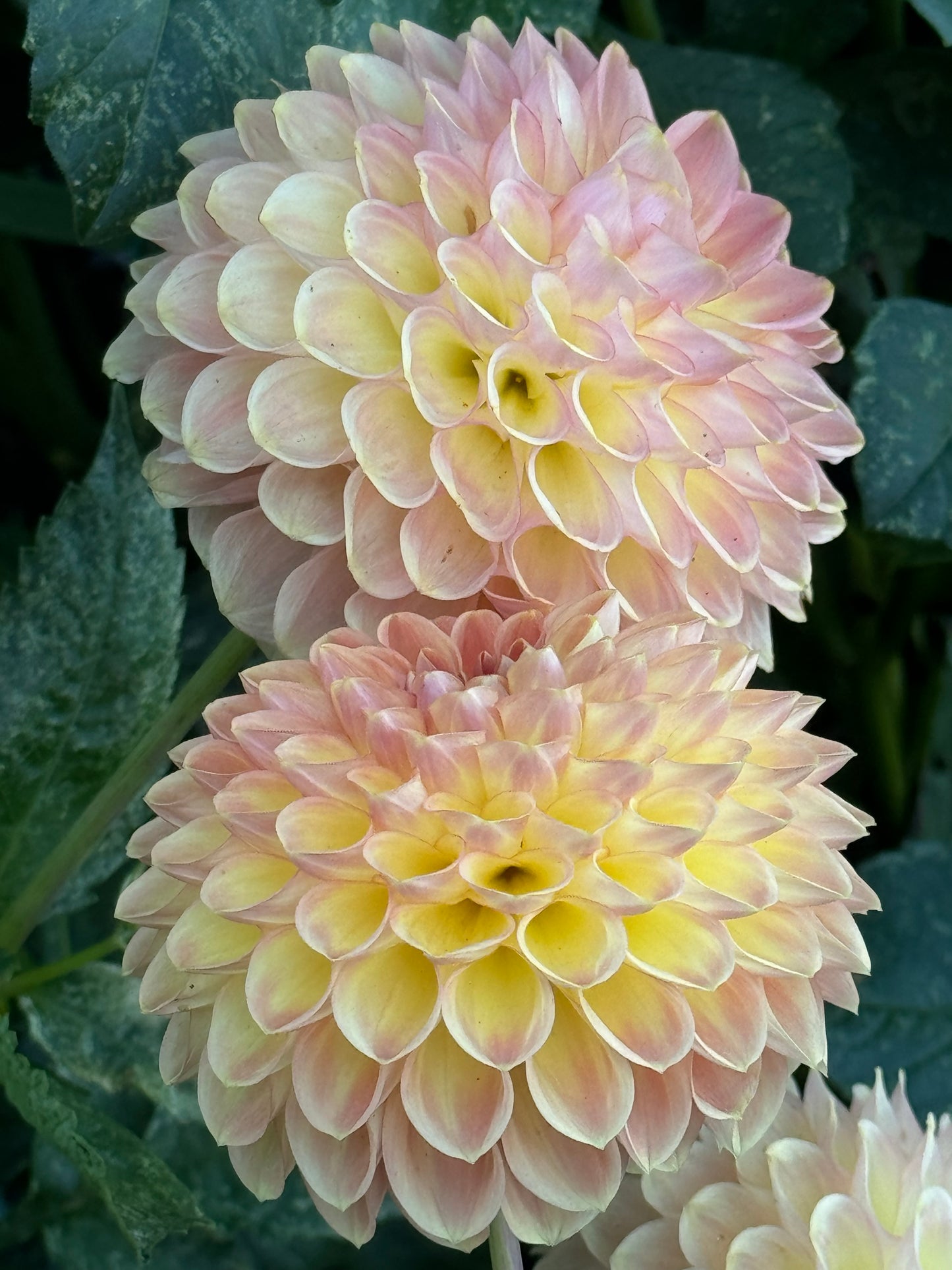 20th Avenue Softer Peach Dahlia