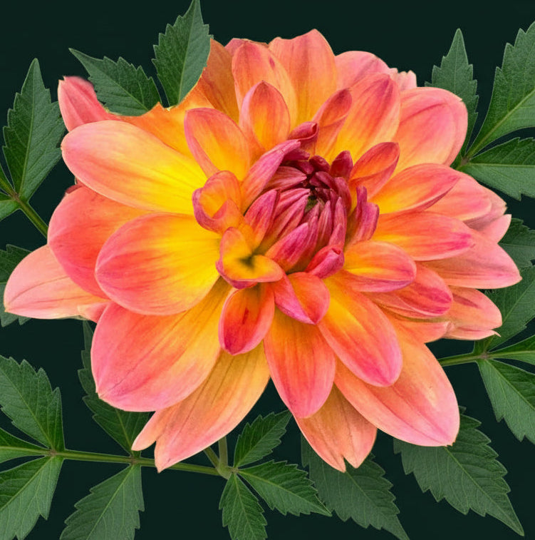 Oregon Sunset Dahlia
