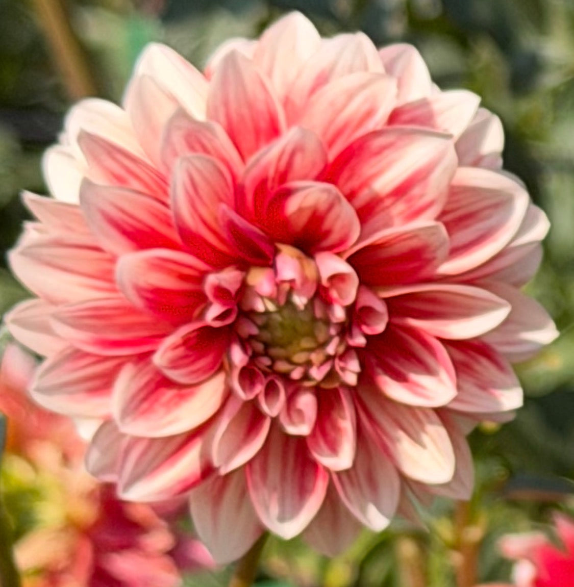 Bloomquist Enriching Dahlia