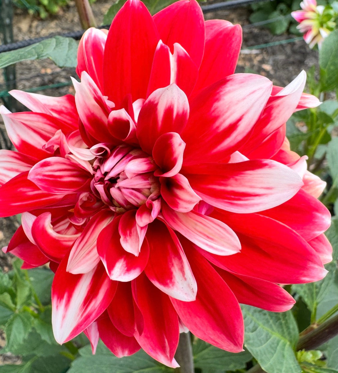 Bloomquist Enriching Dahlia