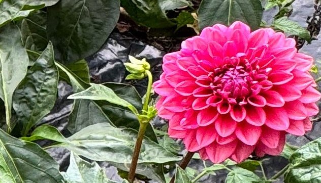 Mystique Dahlia