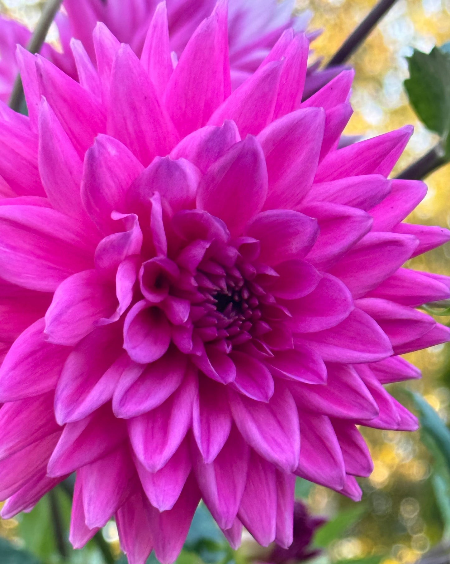 Pinkalicious Dahlia