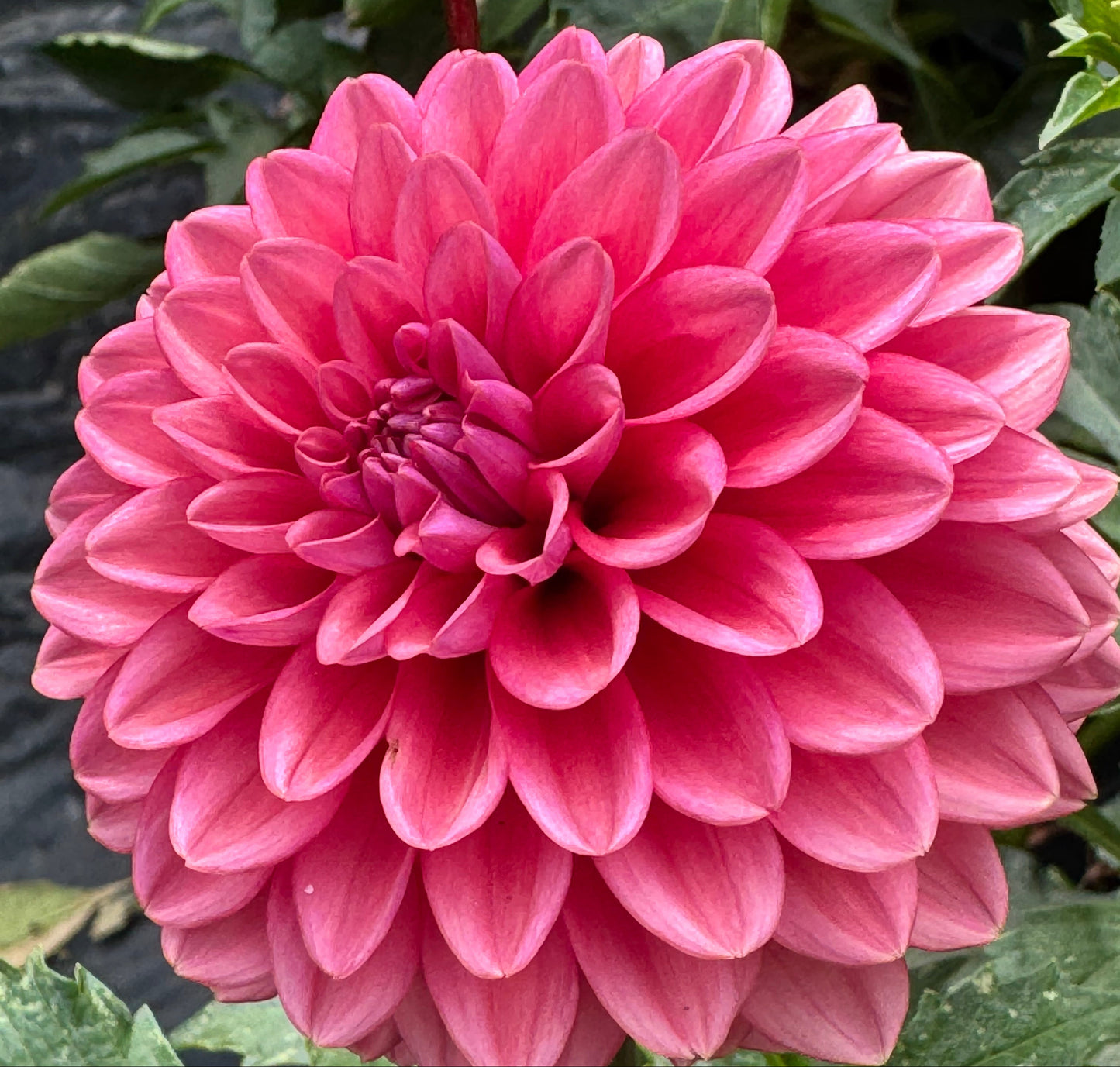 Mystique Dahlia