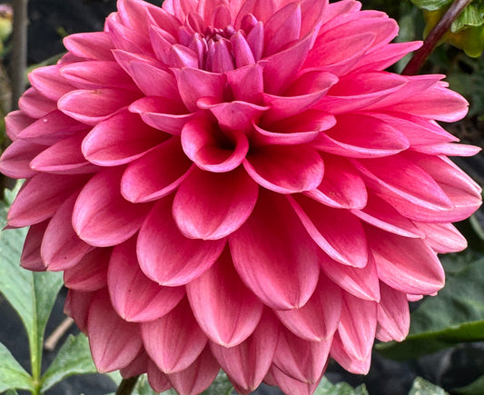Mystique Dahlia