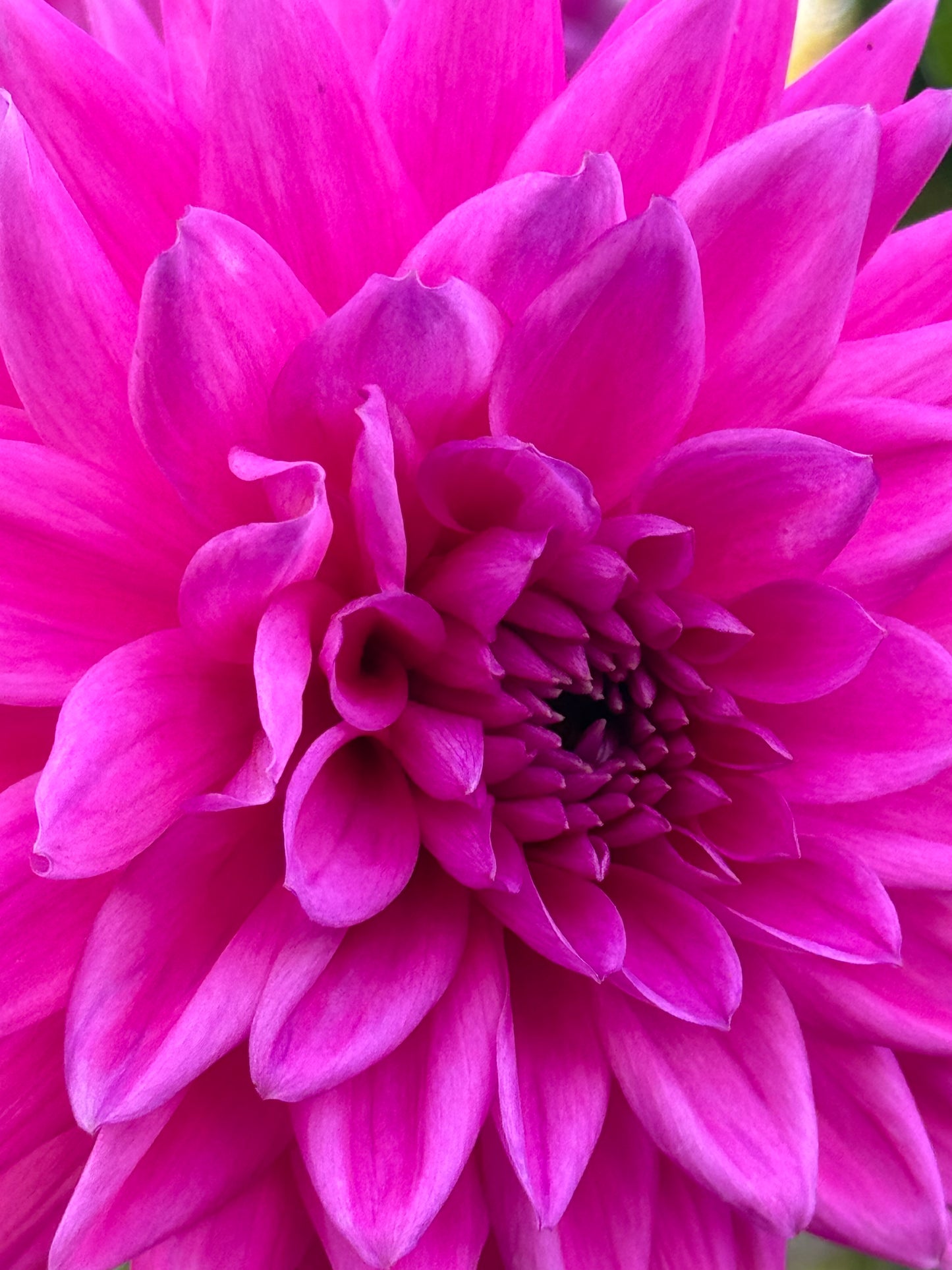 Pinkalicious Dahlia