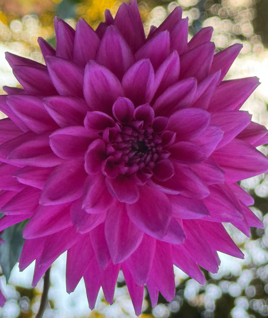 Pinkalicious Dahlia