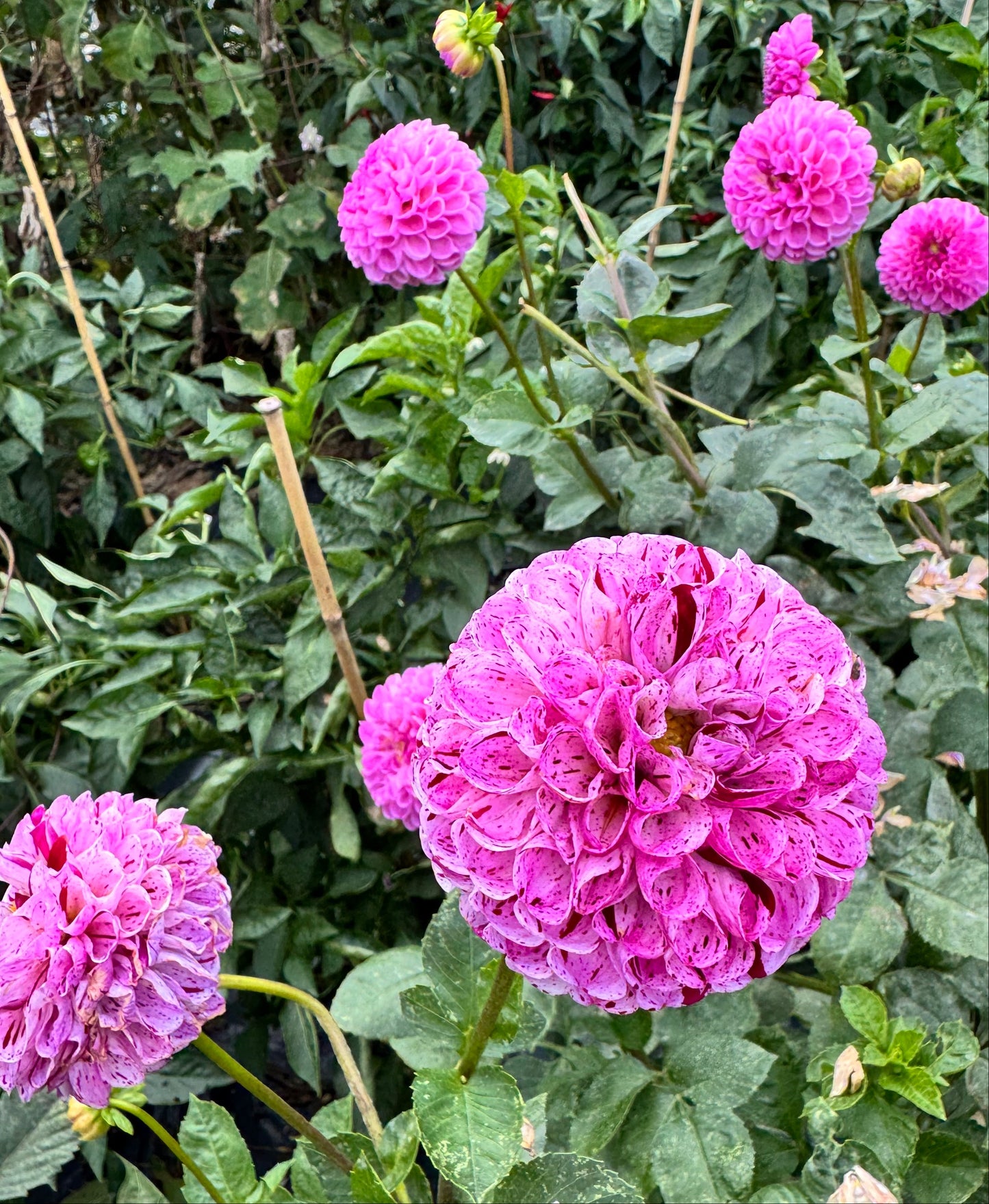 Snoho Less Dahlia