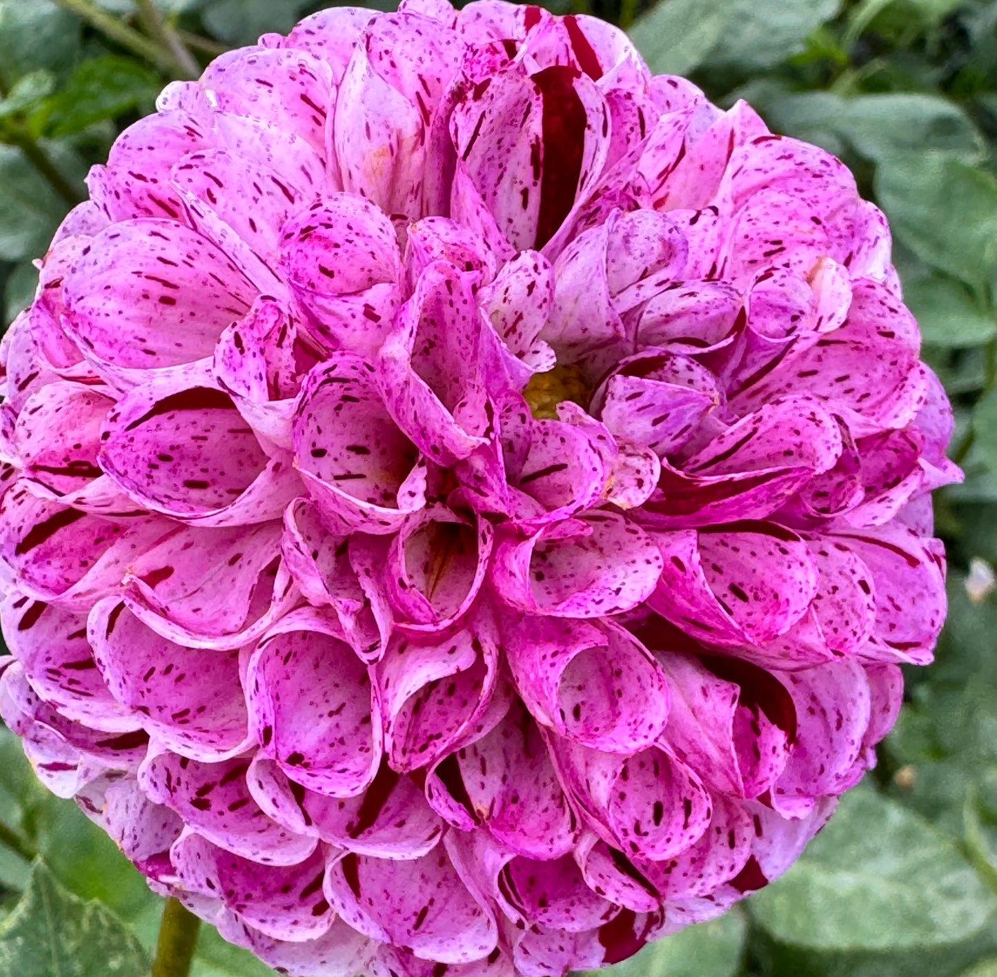 Snoho Less Dahlia
