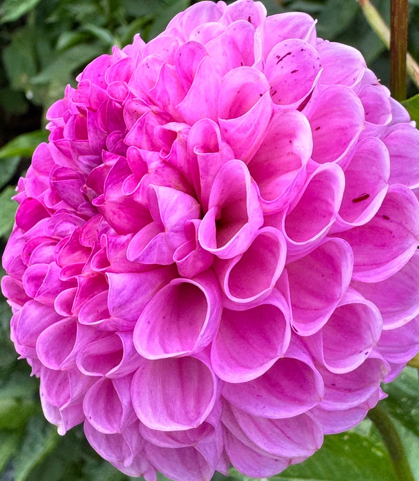 Snoho Less Dahlia