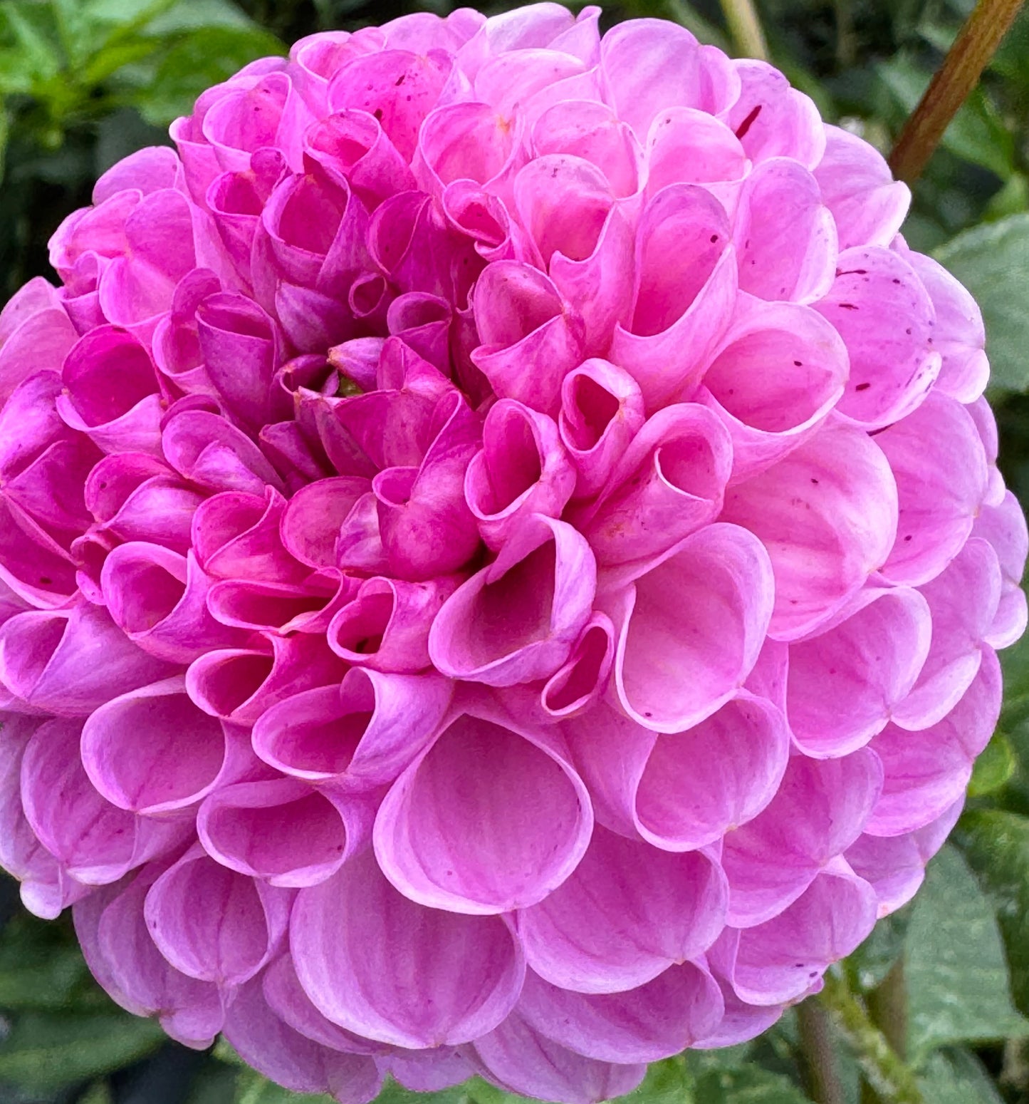Snoho Less Dahlia