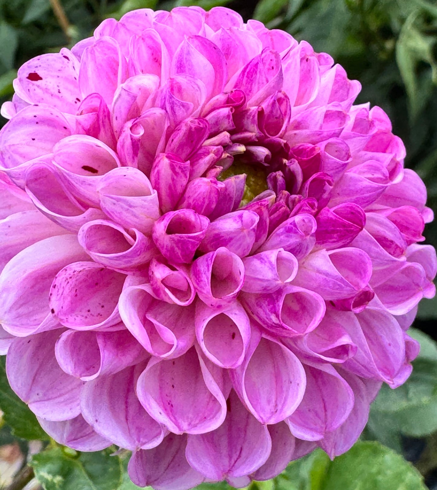 Snoho Less Dahlia