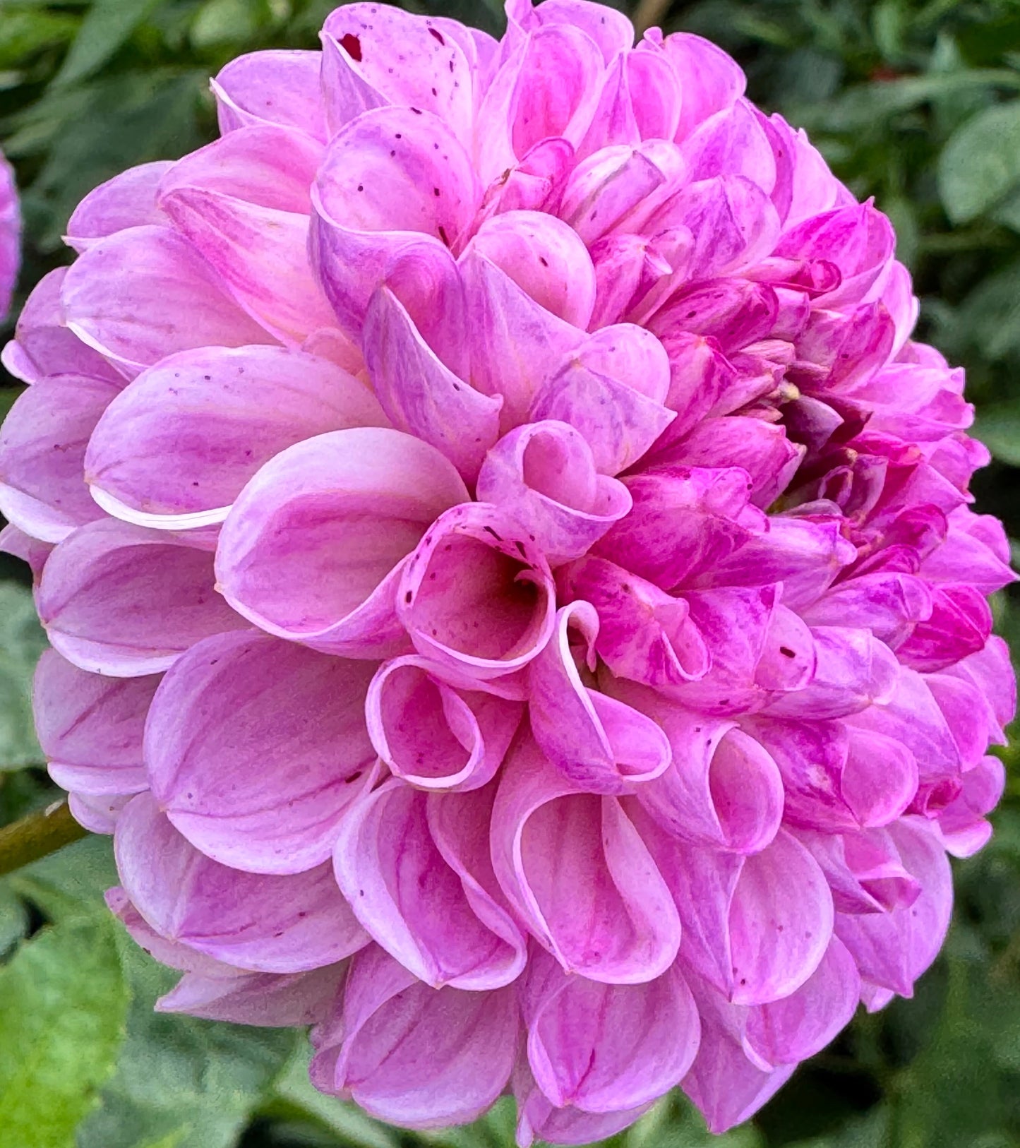 Snoho Less Dahlia