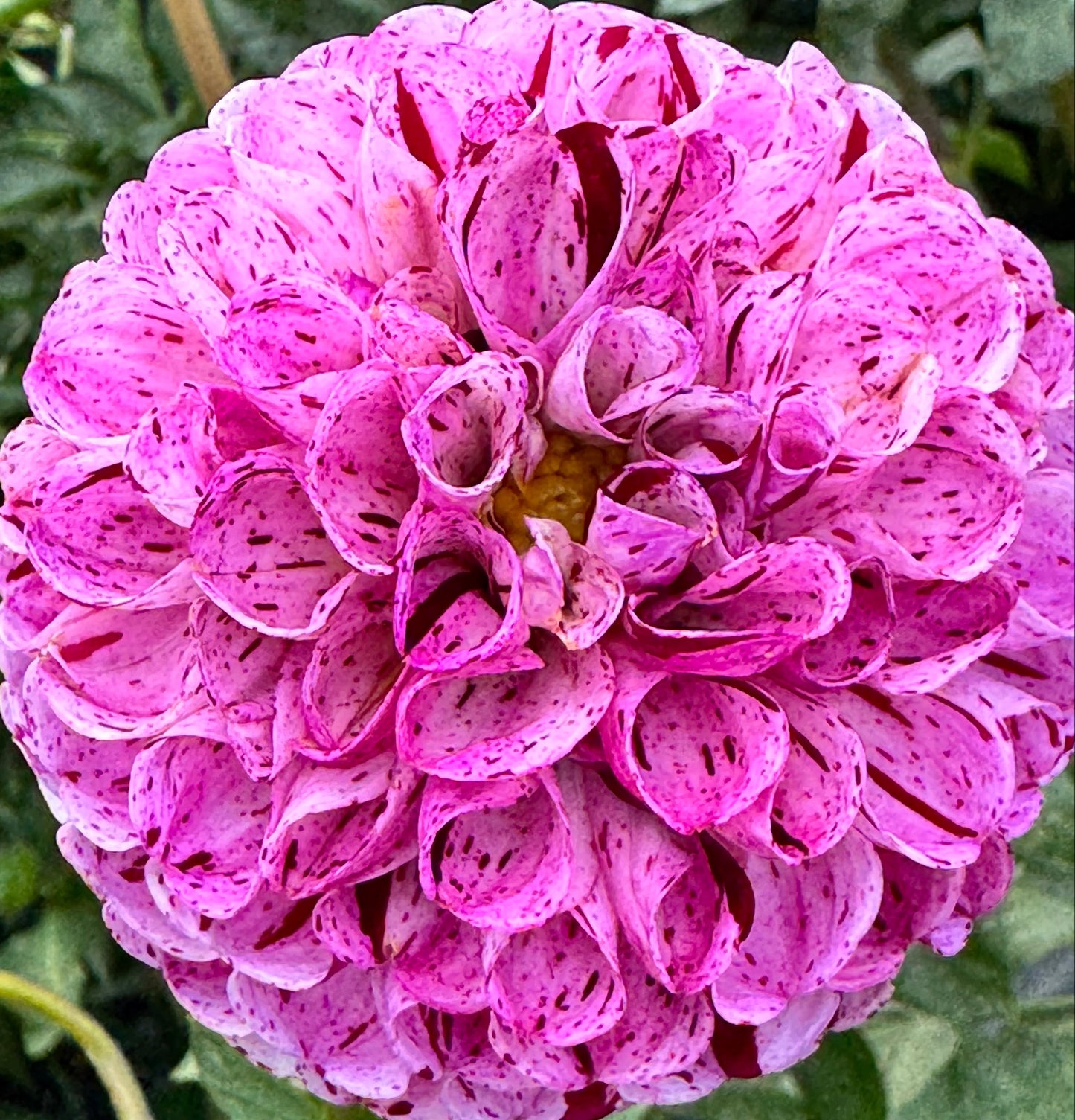 Snoho Less Dahlia