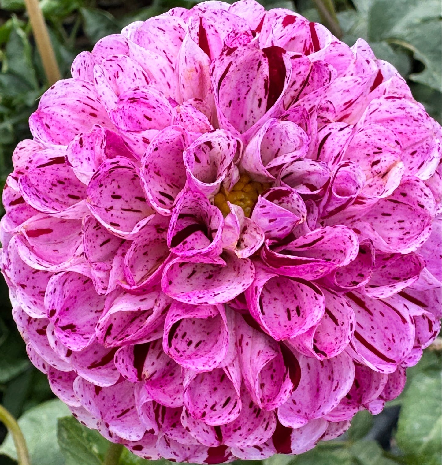 Snoho Less Dahlia