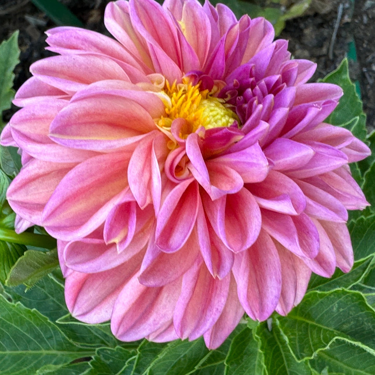 Bloomquist Curt Dahlia