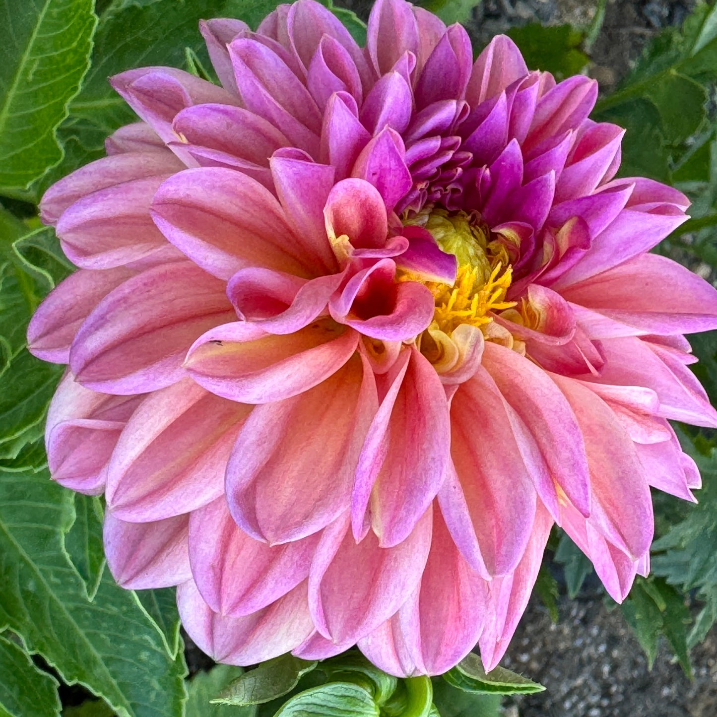 Bloomquist Curt Dahlia