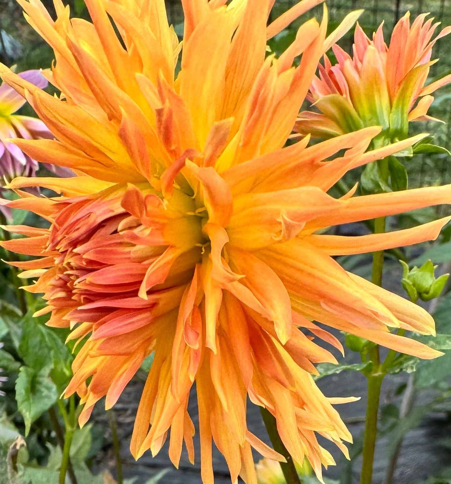 Kaiwera Gold Dahlia