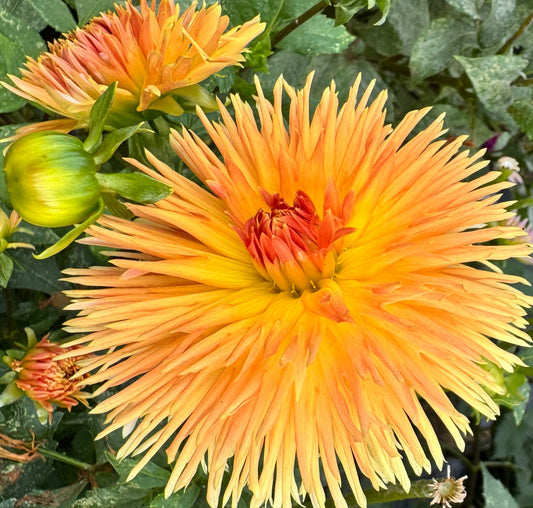 Kaiwera Gold Dahlia