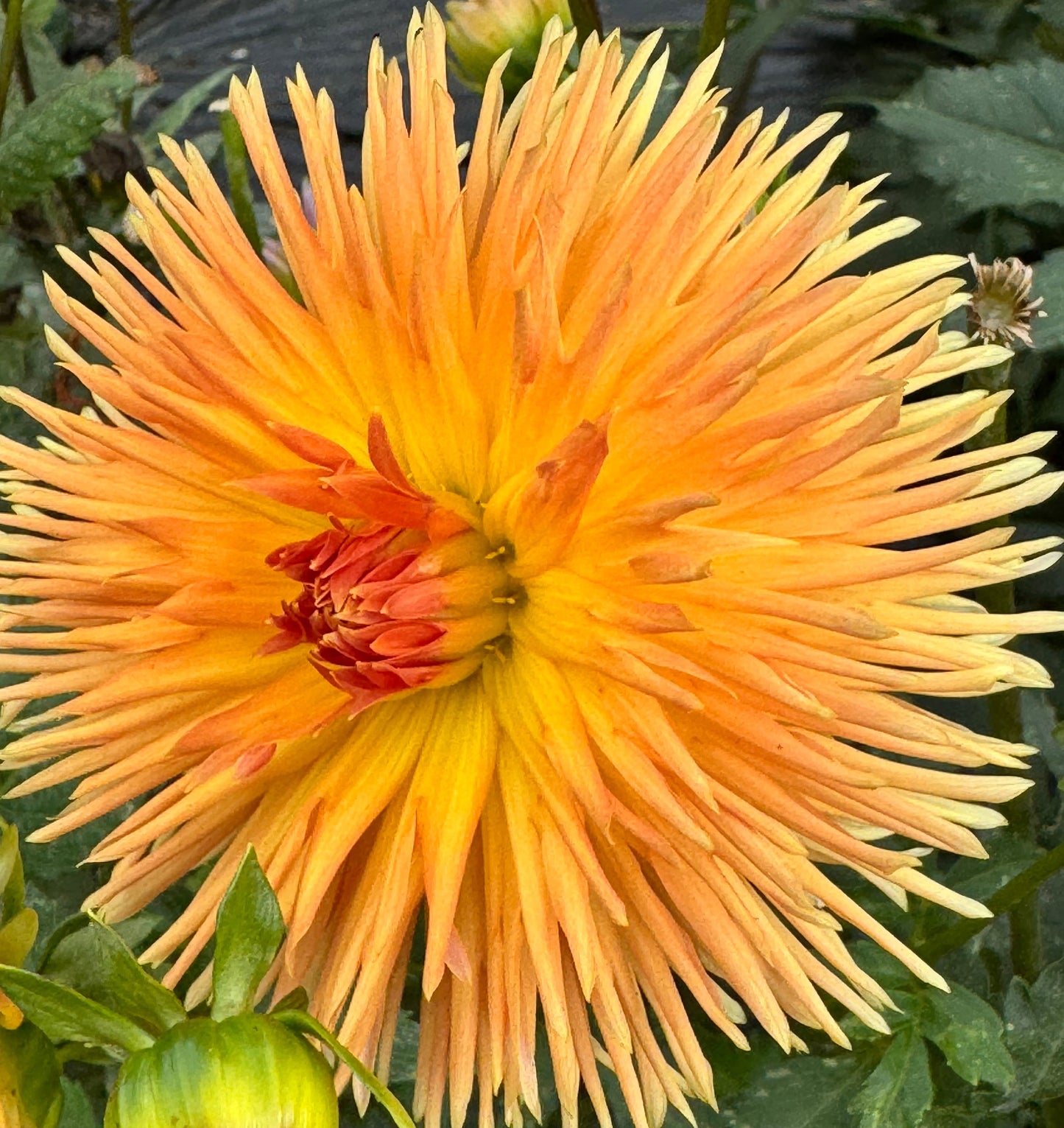 Kaiwera Gold Dahlia