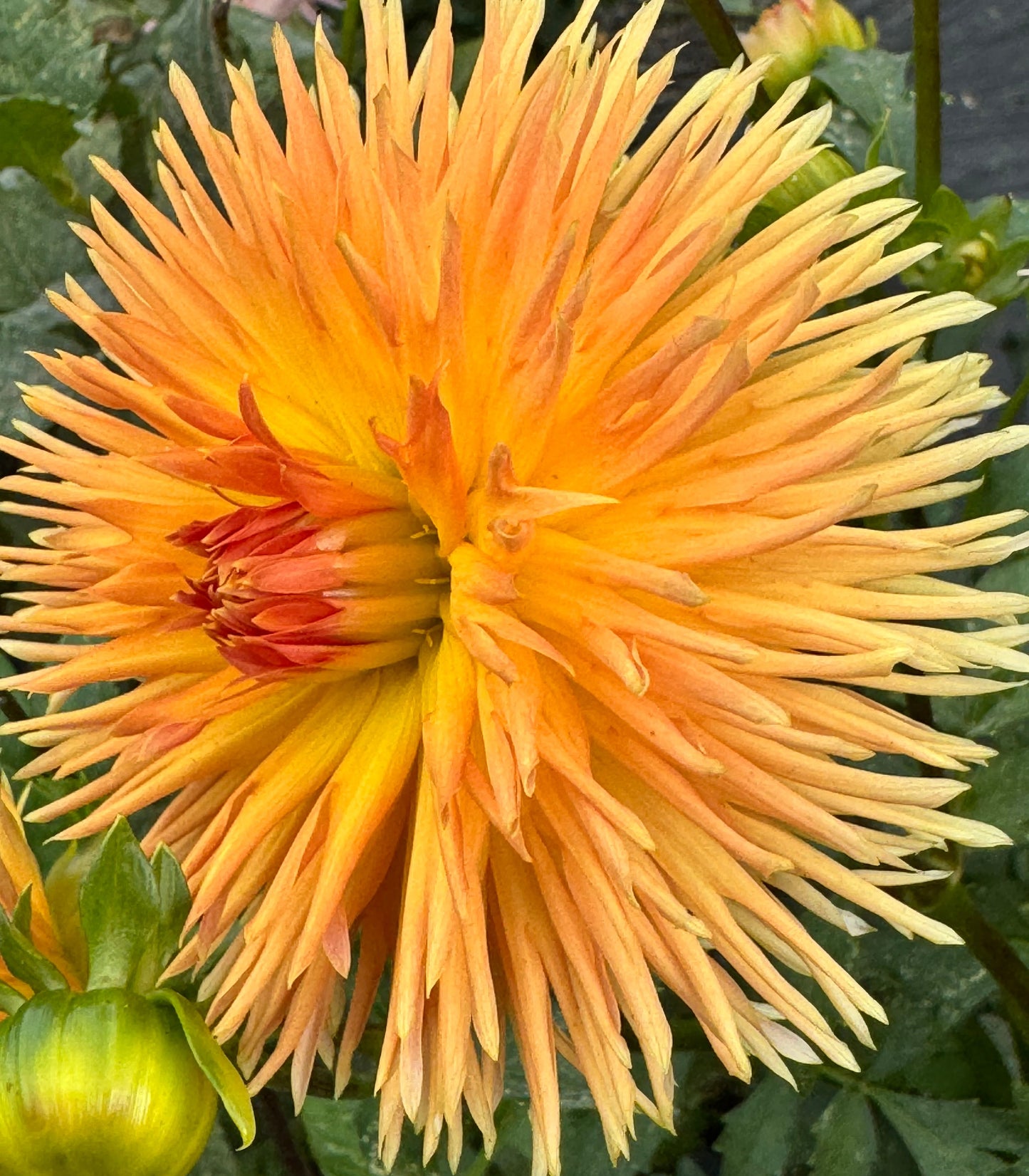 Kaiwera Gold Dahlia
