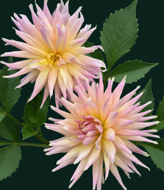 Wyn’s Mauve Mist Dahlia