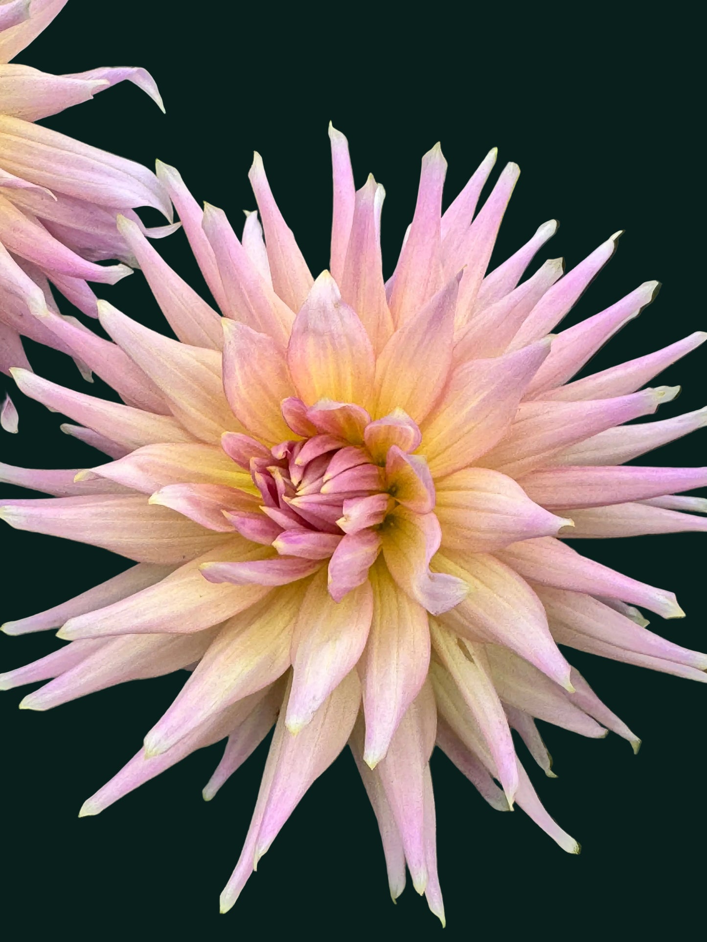 Wyn’s Mauve Mist Dahlia