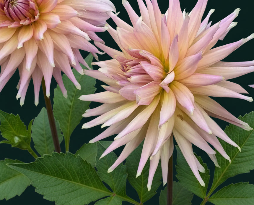 Wyn’s Mauve Mist Dahlia
