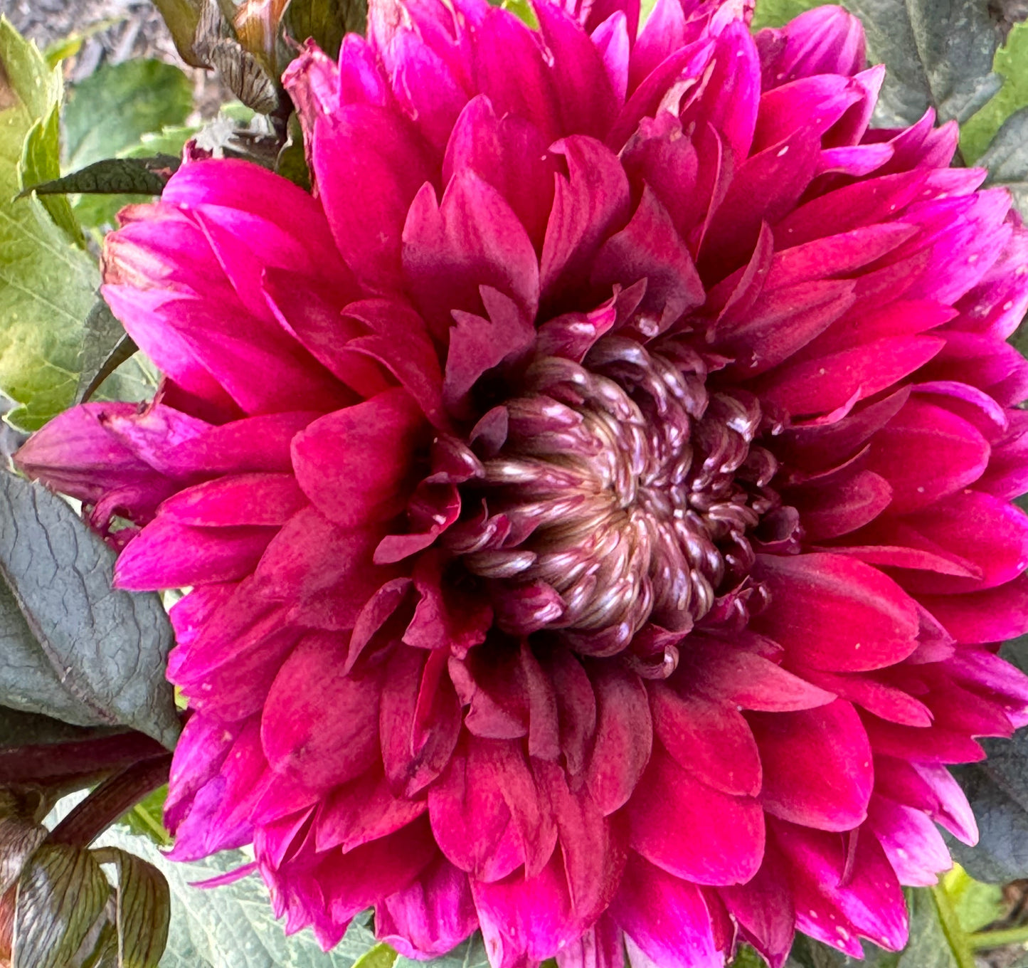Karma Choc Dahlia