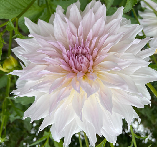 Cumulus Dahlia