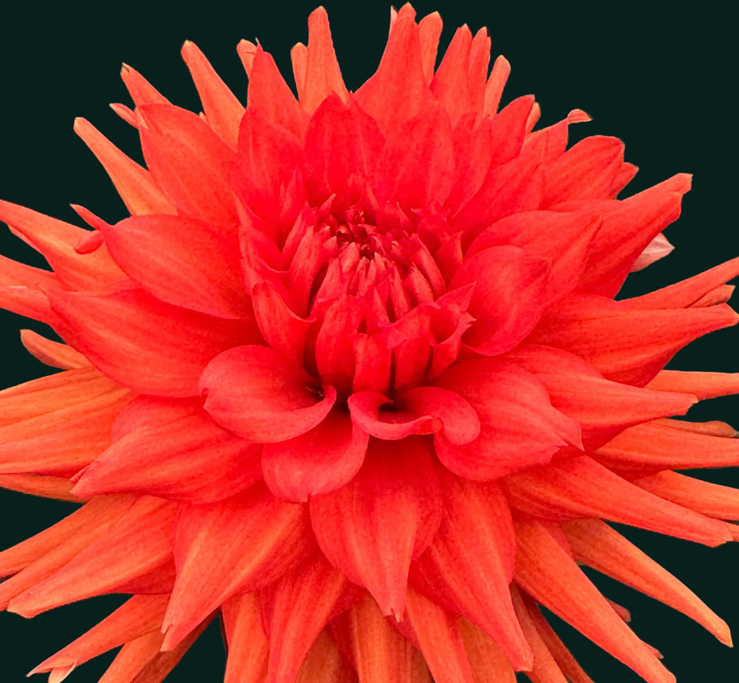 AC Garfield Dahlia