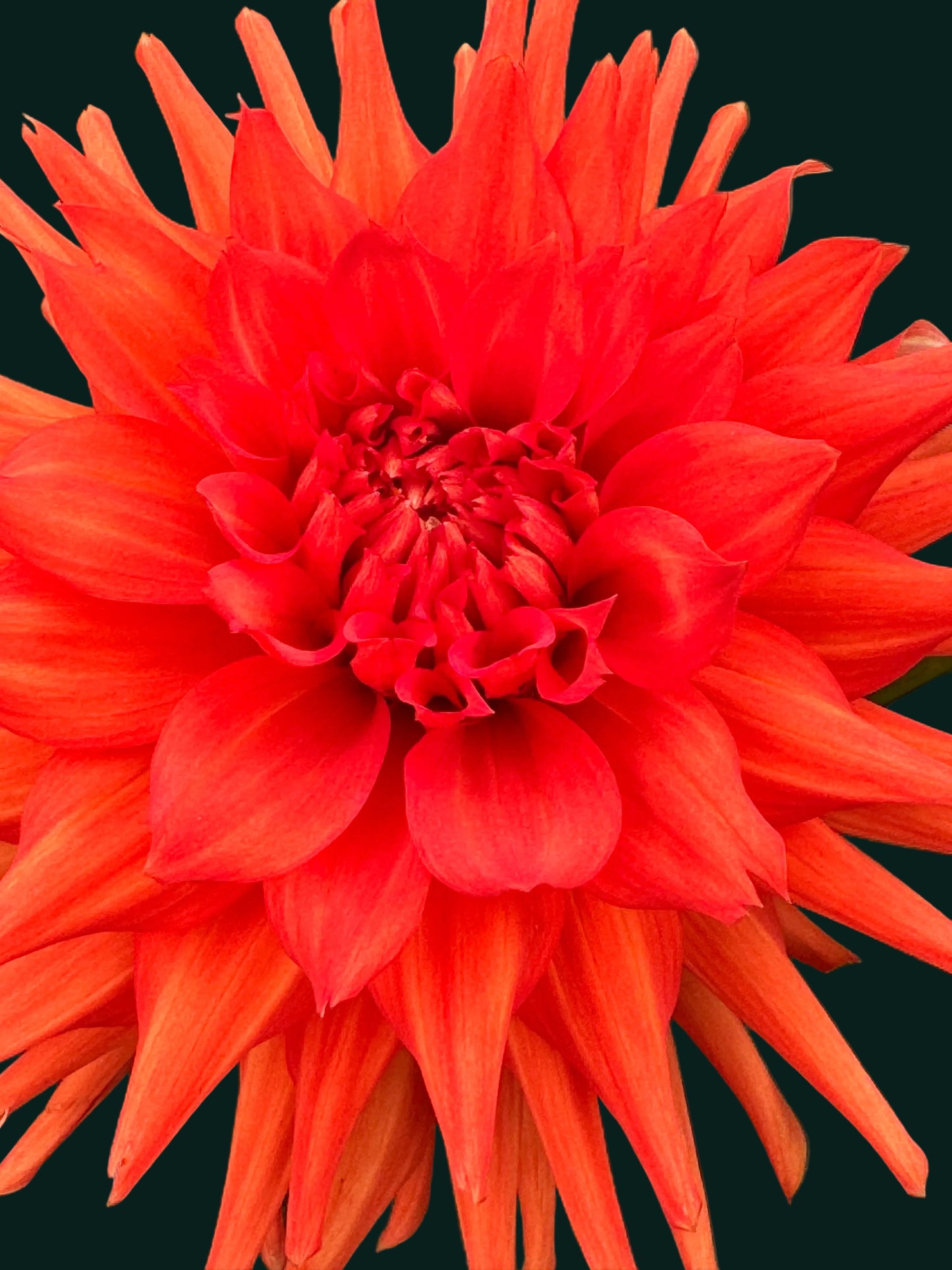 AC Garfield Dahlia