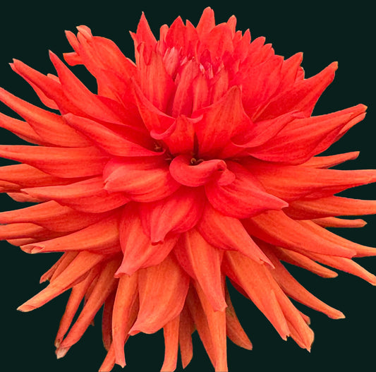 AC Garfield Dahlia