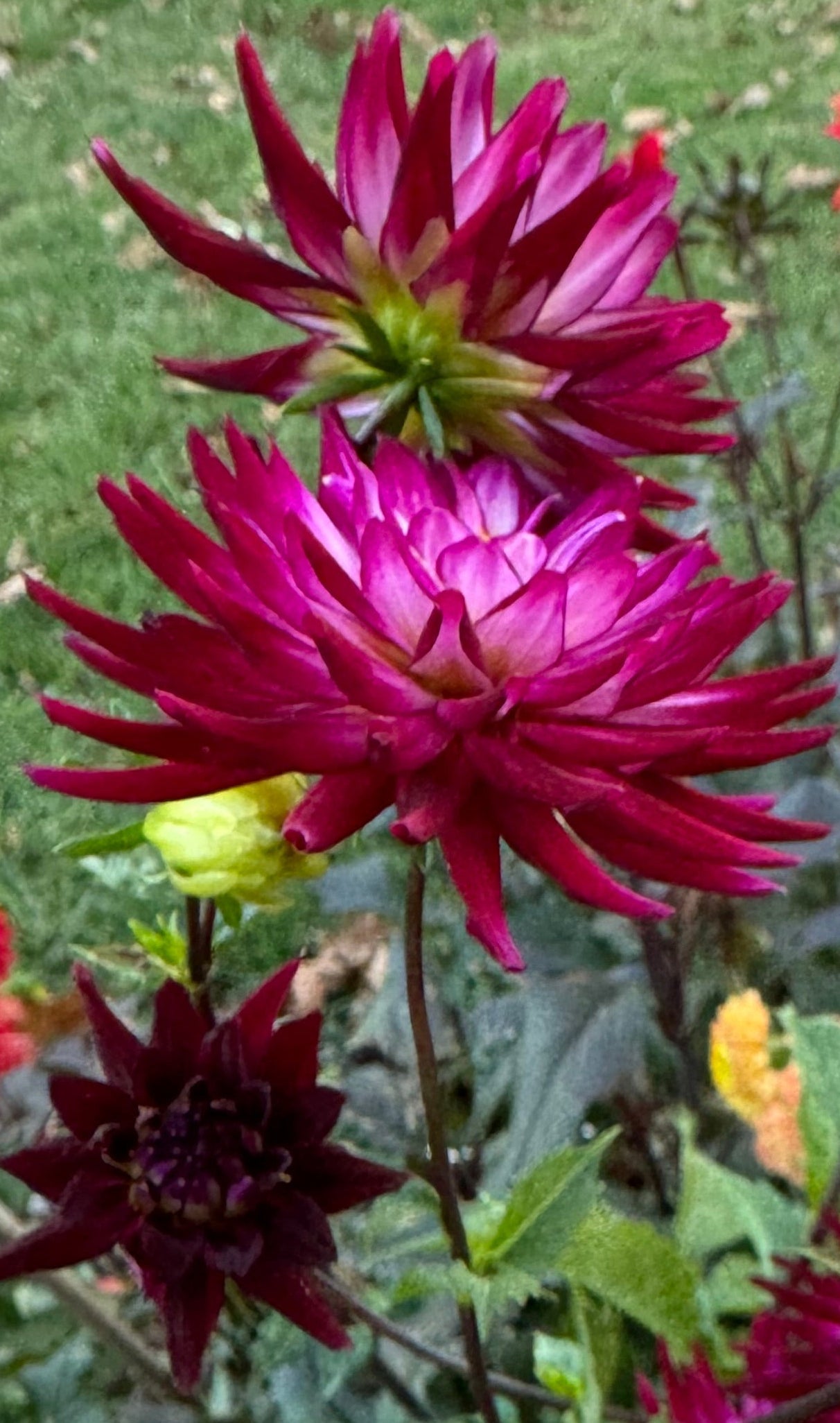 Hollyhill Starburst Dahlia