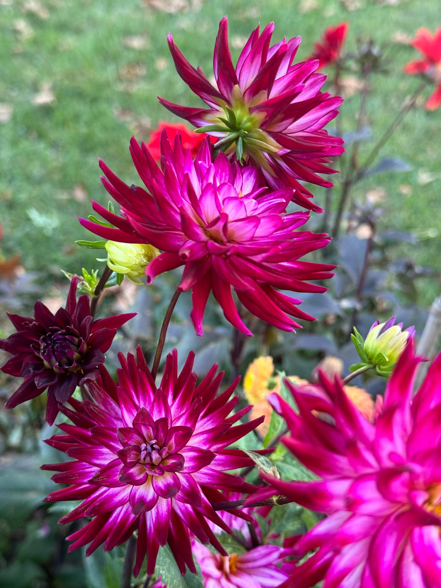 Hollyhill Starburst Dahlia