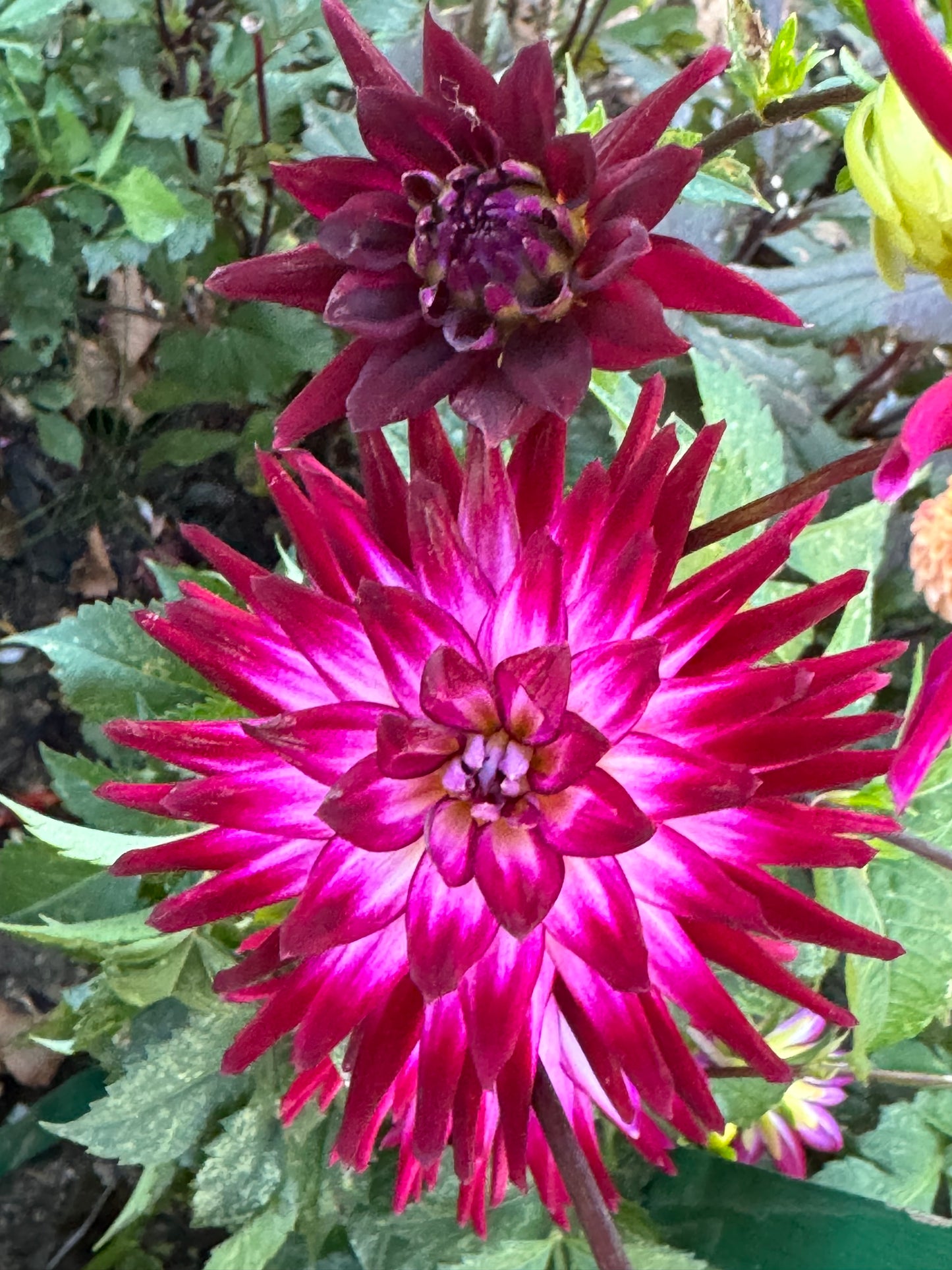 Hollyhill Starburst Dahlia