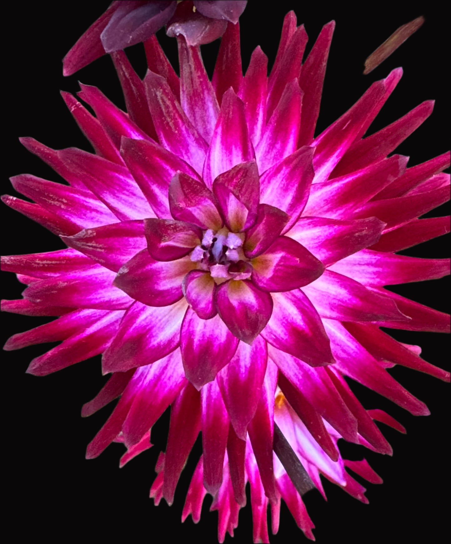 Hollyhill Starburst Dahlia