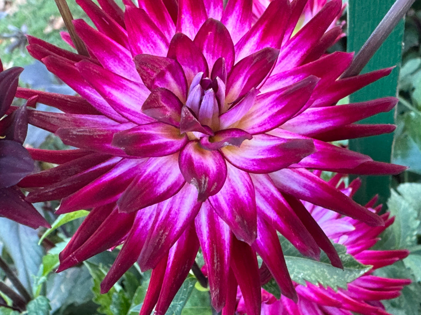 Hollyhill Starburst Dahlia