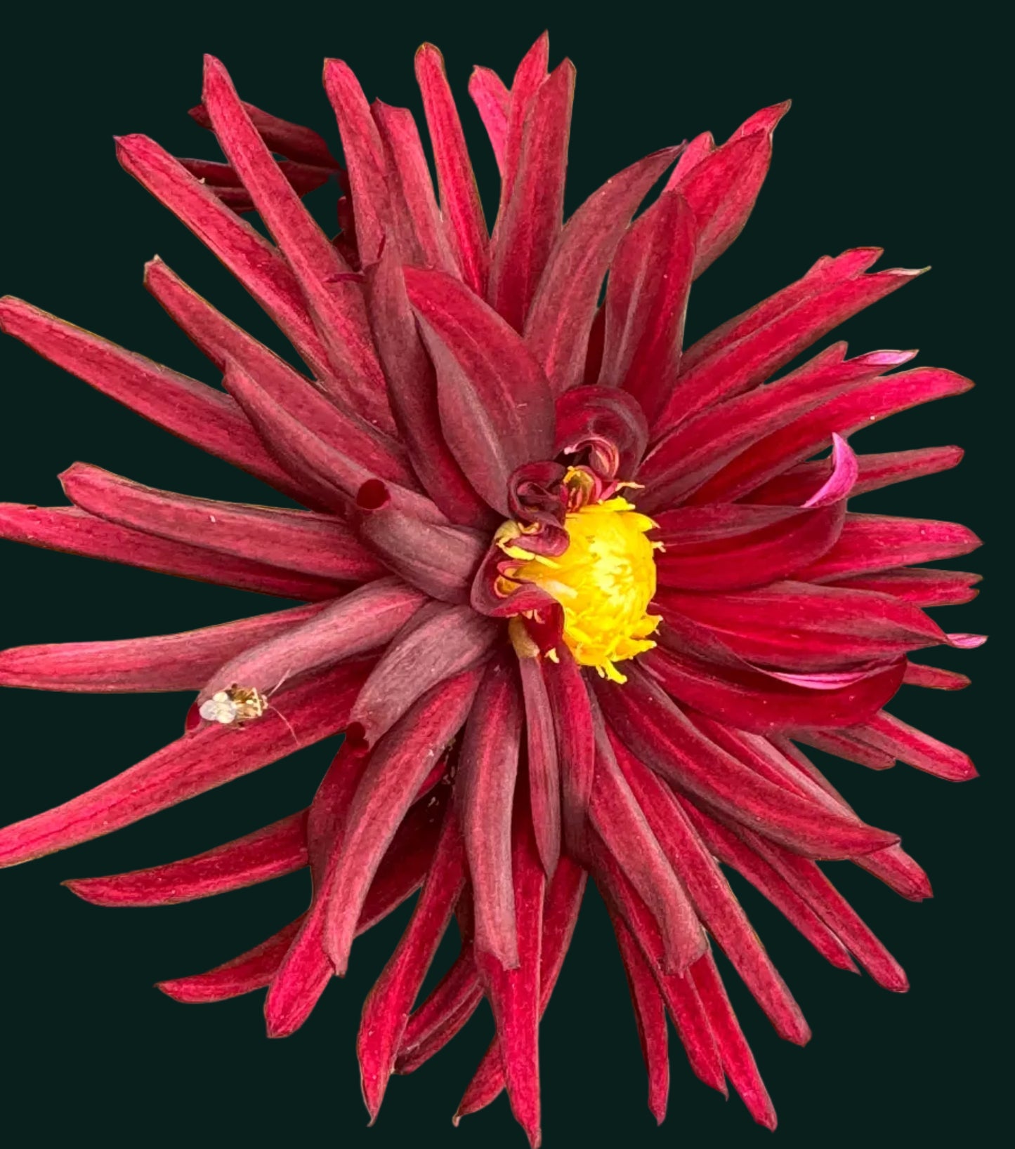 Black Wizard Dahlia