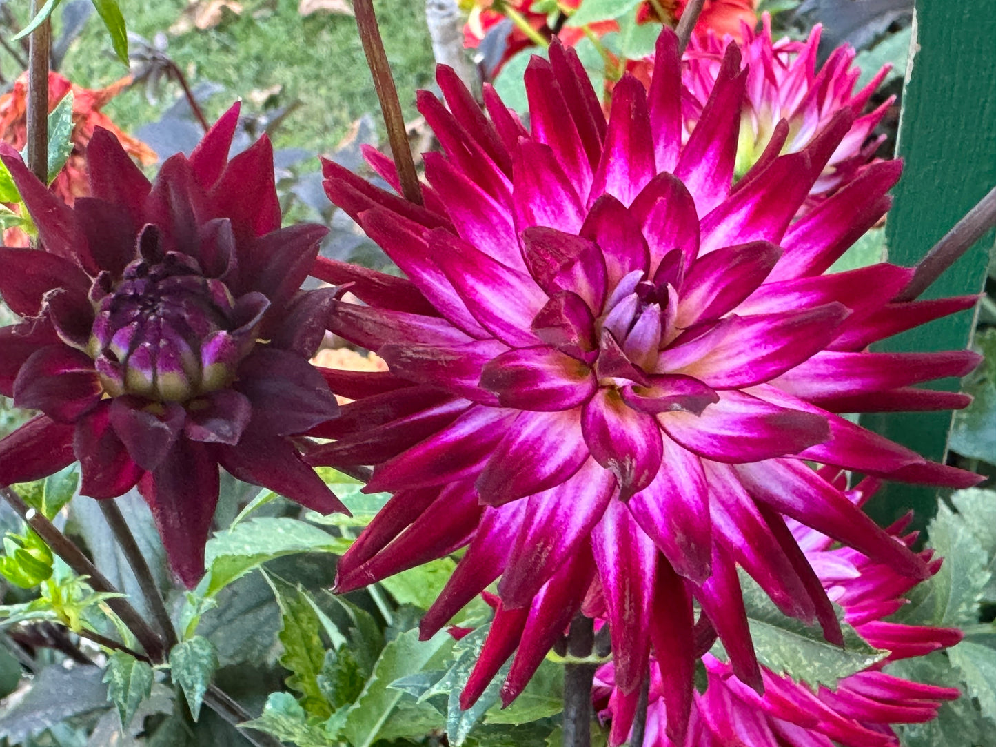 Hollyhill Starburst Dahlia