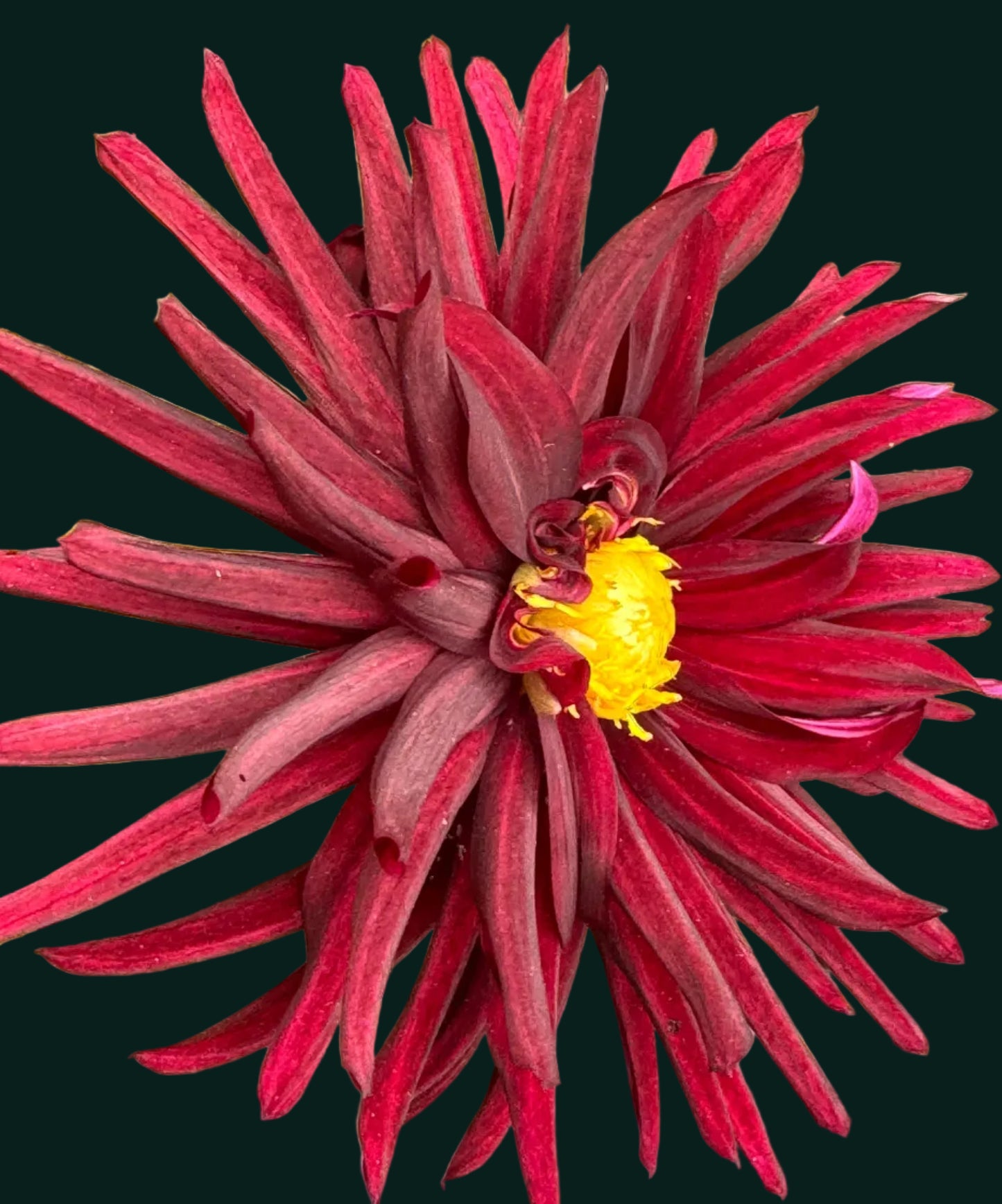 Black Wizard Dahlia