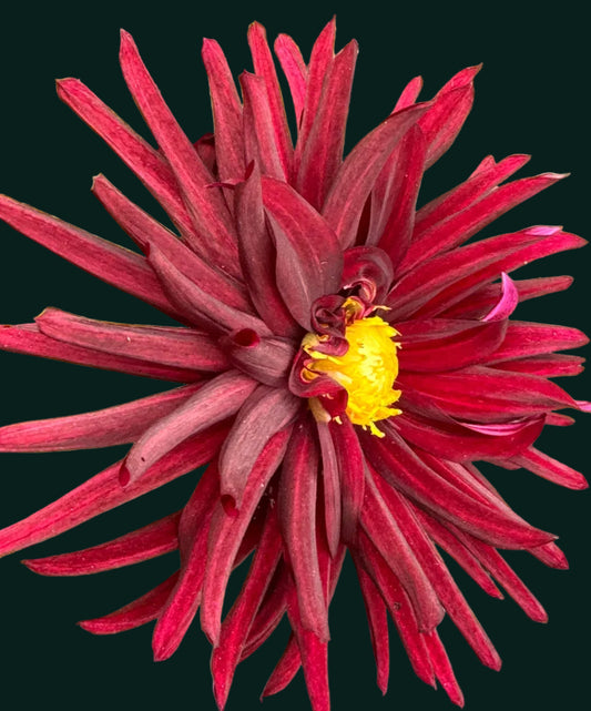 Black Wizard Dahlia