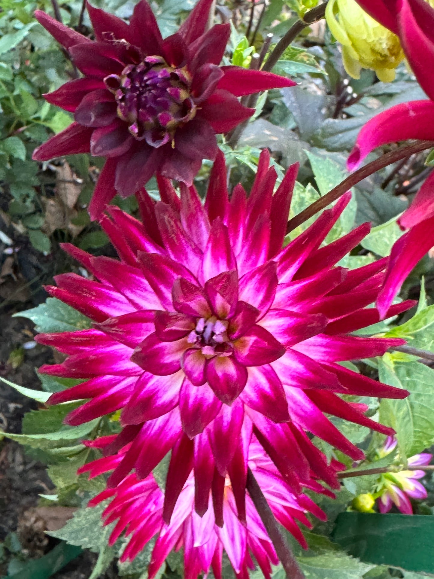 Hollyhill Starburst Dahlia