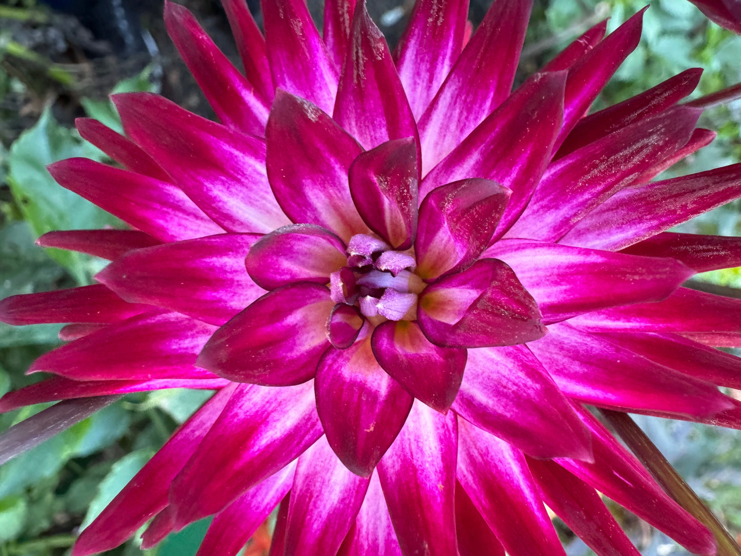 Hollyhill Starburst Dahlia