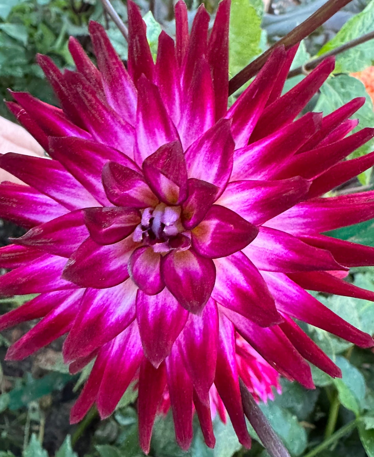 Hollyhill Starburst Dahlia