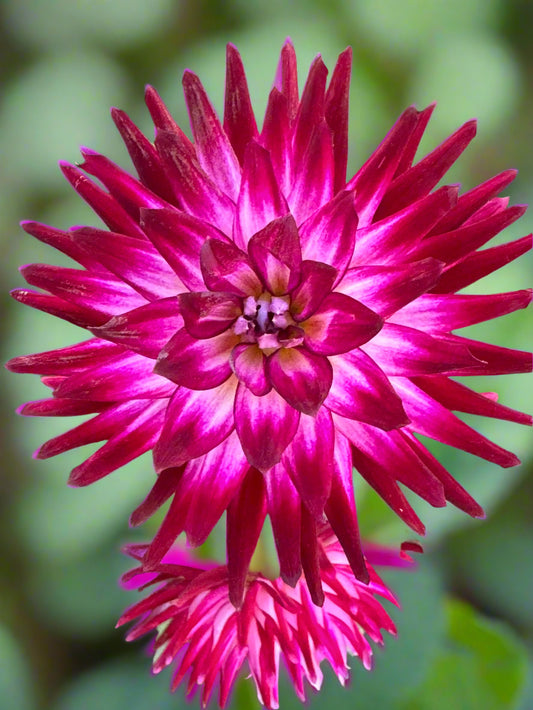 Hollyhill Starburst Dahlia